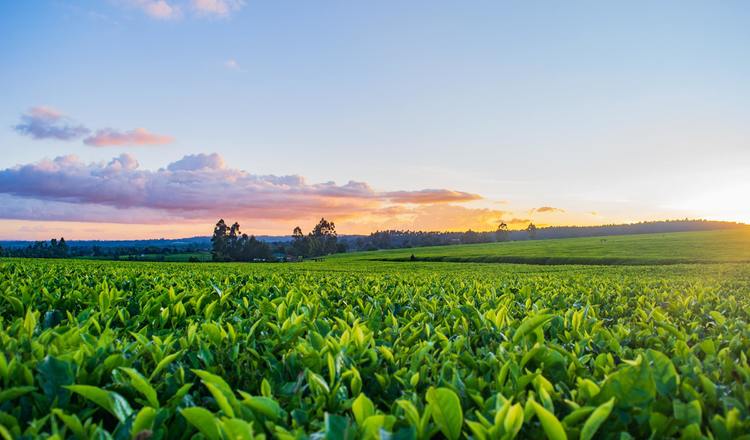 Agriculture Photo