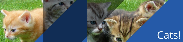 The internet hasn't changed THAT much; blockchain helps people enjoy virtual cats